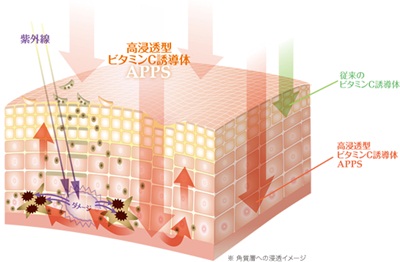 肌断面図